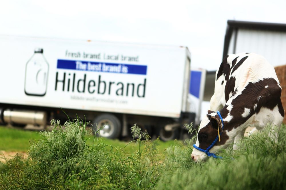 Hildebrand Farms Dairy cow and delivery truck